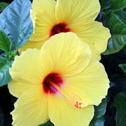 Light Yellow Hibiscus Seeds