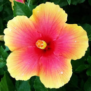 Pink Yellow Hibiscus Seeds