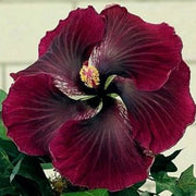 Purple Maroon Hibiscus Seeds