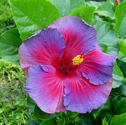 Purple Pink Hibiscus Seeds