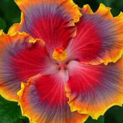 Red Purple Hibiscus Seeds