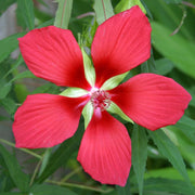 Texas Star Hibiscus Seeds