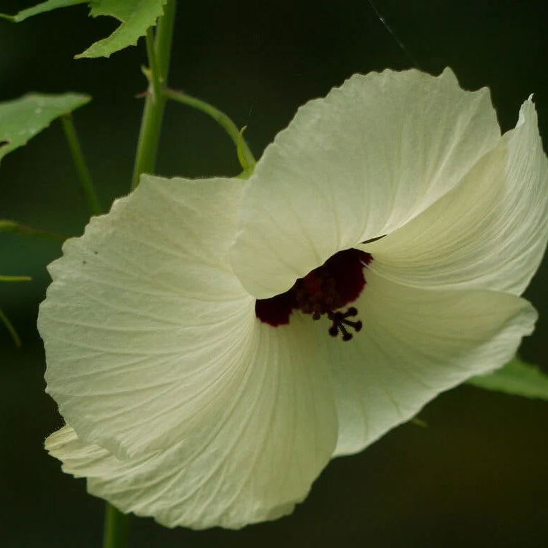 Vitifolius Hibiscus Seeds