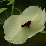 Vitifolius Hibiscus Seeds