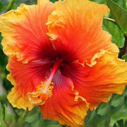 Yellow Orange Hibiscus Seeds