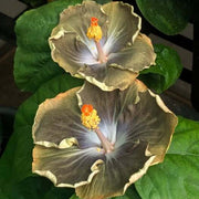 Army Green Hibiscus Seeds