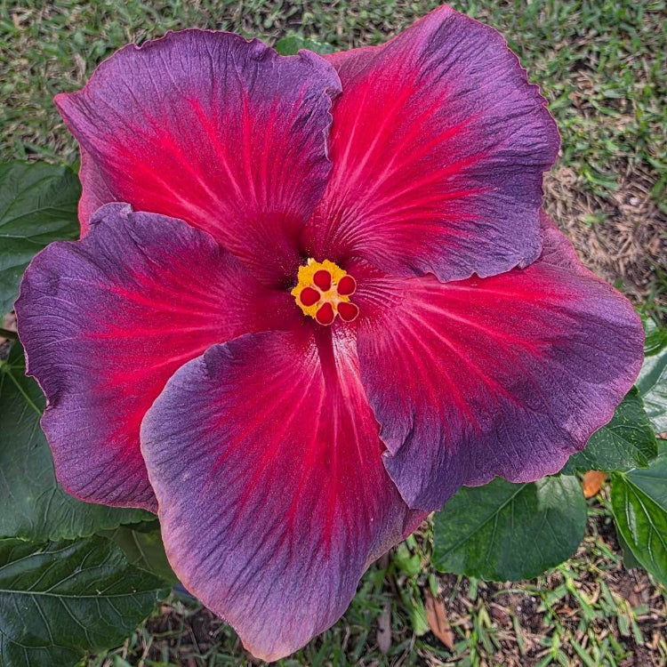 Ash Red Hibiscus Seeds