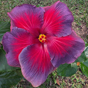 Ash Red Hibiscus Seeds