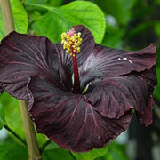Black Hibiscus Seeds