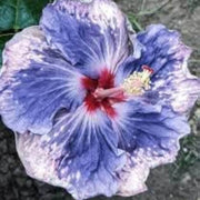 Blue White Hibiscus Seeds