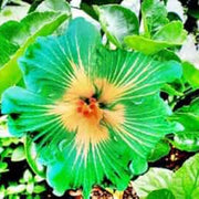 Green Hibiscus Seeds