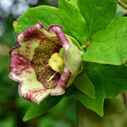 Green Purple Hibiscus Seeds