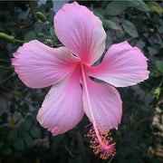 Pale Pink Hibiscus Seeds