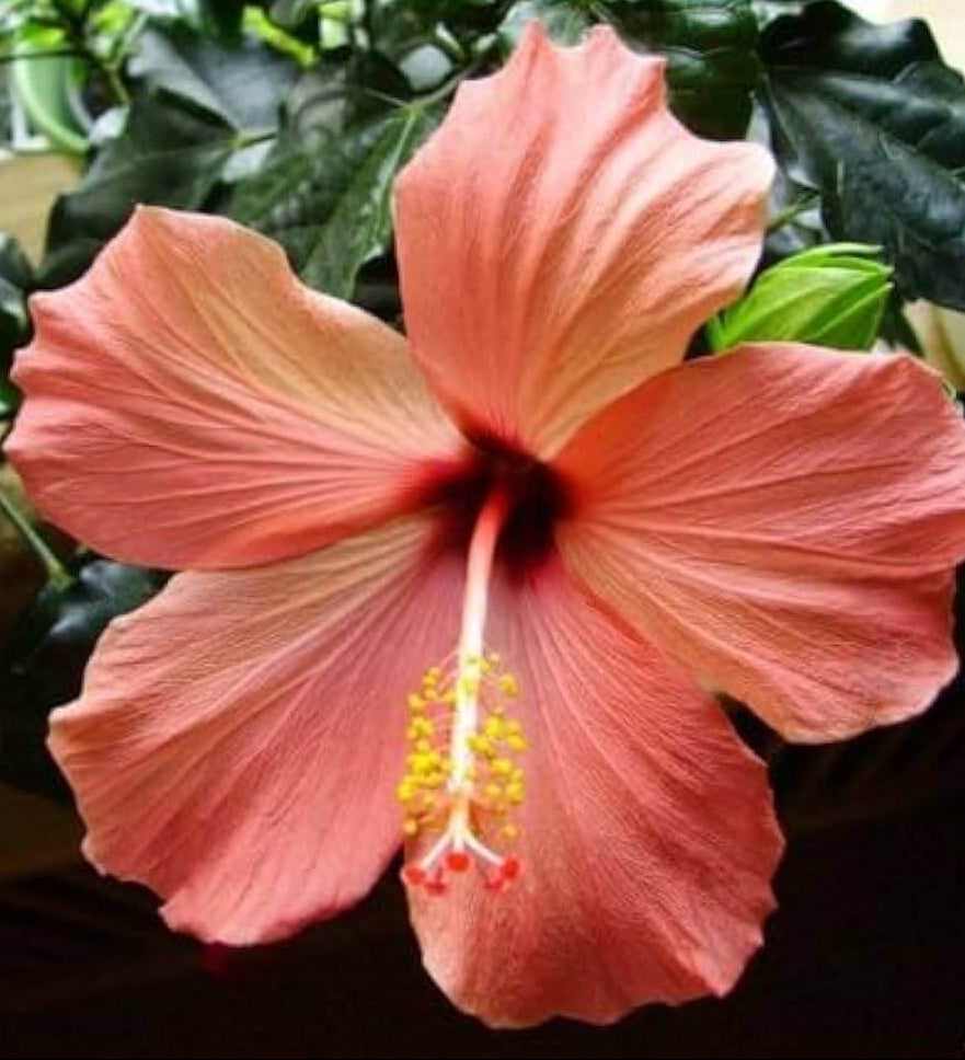 Peach Hibiscus Seeds