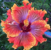 Red Purple Hibiscus Seeds