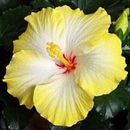 White Yellow Hibiscus Seeds