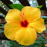 Yellow Hibiscus Seeds