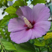 Lavender Hibiscus Seeds