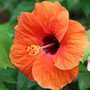 Orange Hibiscus Seeds