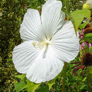 White Hibiscus Seeds