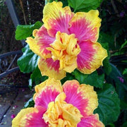 Pink Yellow Double Hibiscus Seeds