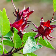 Australian Rosella Hibiscus Seeds
