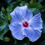 Blue White Hibiscus Seeds