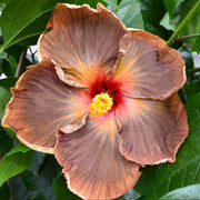 Brown Hibiscus Seeds