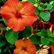Brown Red Hibiscus Seeds