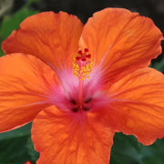Orange Hibiscus Seeds