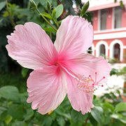 Pale Pink Hibiscus Seeds