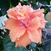Peach Hibiscus Seeds