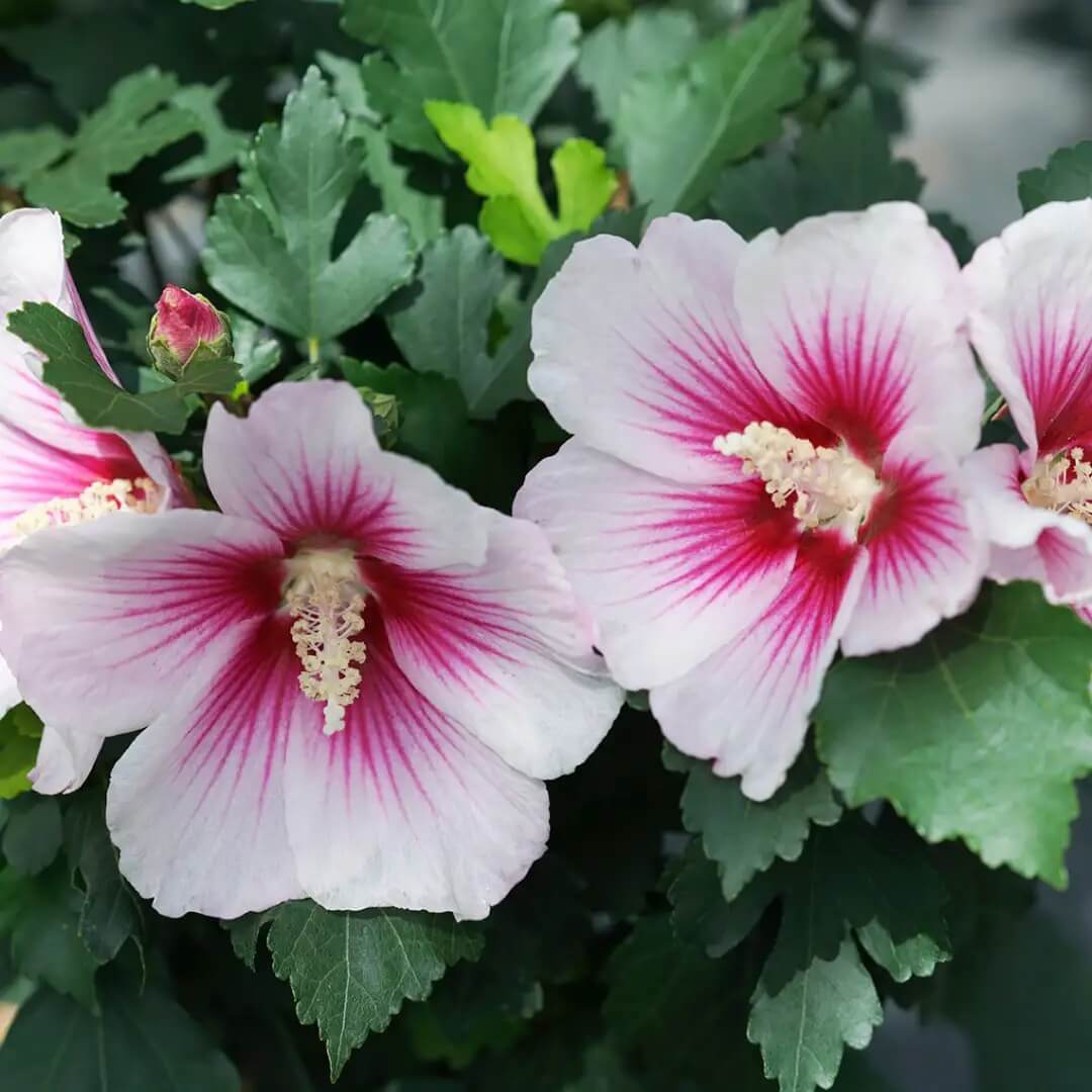 Pink White Hibiscus Seeds