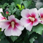 Pink White Hibiscus Seeds