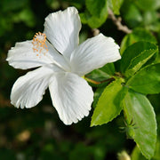 White Hibiscus Seeds