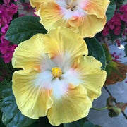White Yellow Hibiscus Seeds