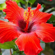 Brown Red Hibiscus Seeds