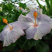Dark Gray Hibiscus Seeds