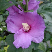 Dark Purple Hibiscus Seeds