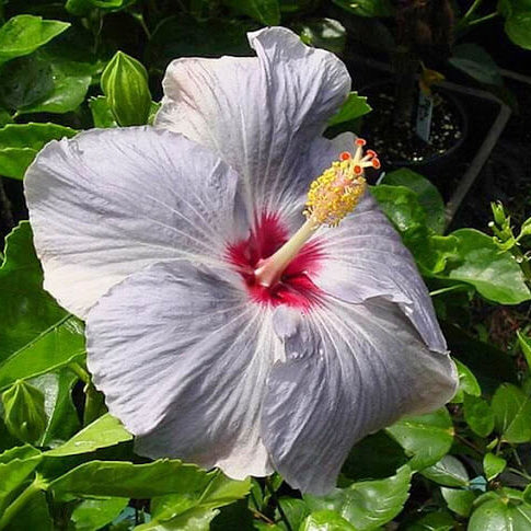 Light Grey Hibiscus Seeds