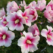 Pink White Hibiscus Seeds
