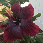 Purple Maroon Hibiscus Seeds