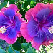 Purple Pink Hibiscus Seeds