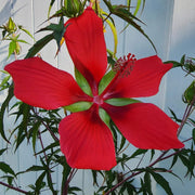 Texas Star Hibiscus Seeds