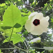 Vitifolius Hibiscus Seeds