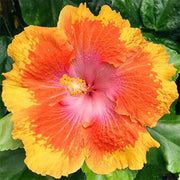 Yellow Orange Hibiscus Seeds