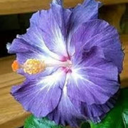 Blue White Hibiscus Seeds