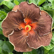 Brown Hibiscus Seeds