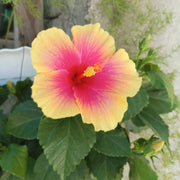 Pink Yellow Hibiscus Seeds