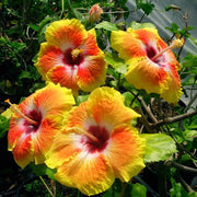 Yellow Orange Hibiscus Seeds